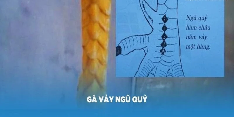 Hình dạng của loại vảy gà ngũ quỷ